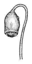 Bryum argenteum, capsule, dry. Drawn from W. Martin 57.10, CHR 515790, K.W. Allison 2455, CHR 577448, and B.P.J. Molloy s.n., 7 Mar. 1972, CHR 164170.
 Image: R.C. Wagstaff © Landcare Research 2015 